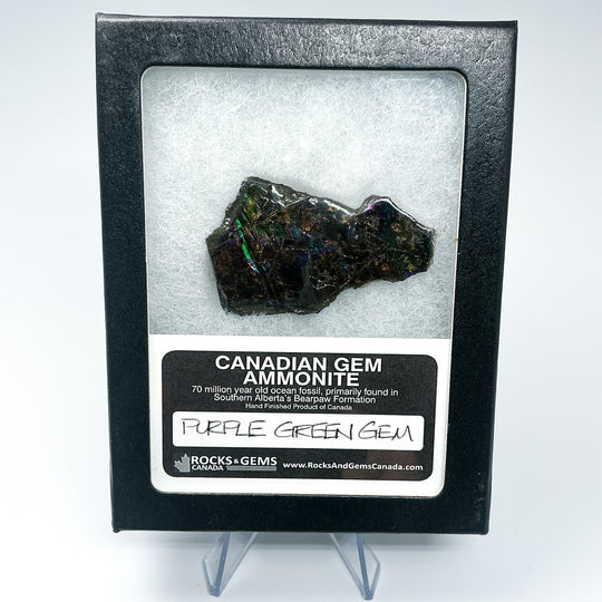 Ammolite Gem with Display Box-Rocks and Gems Canada