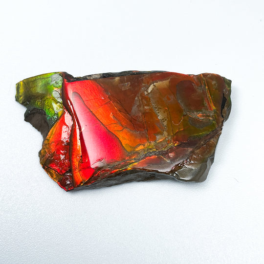 Ammolite Gem with Display Box-Rocks and Gems Canada