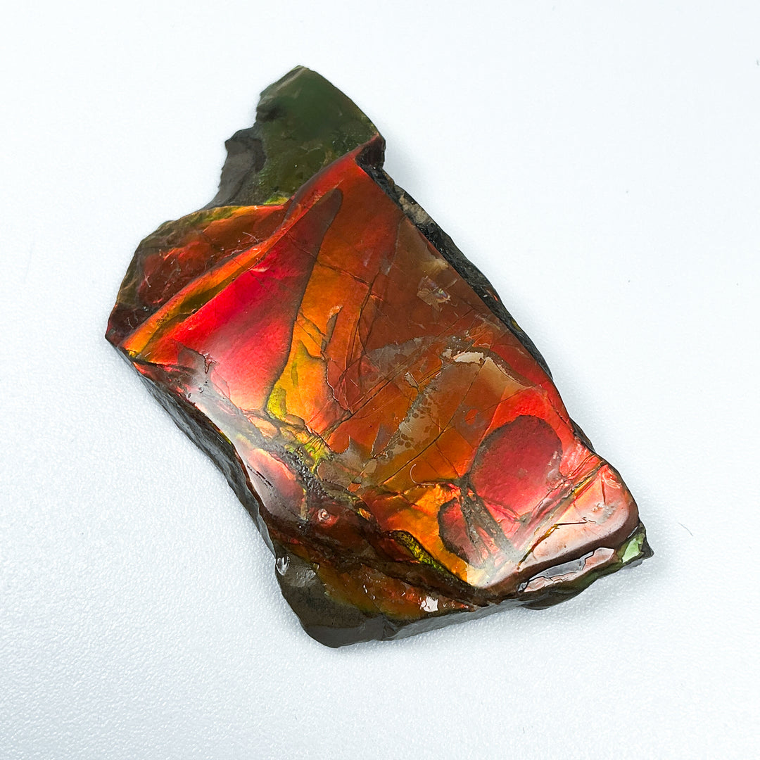Ammolite Gem with Display Box-Rocks and Gems Canada