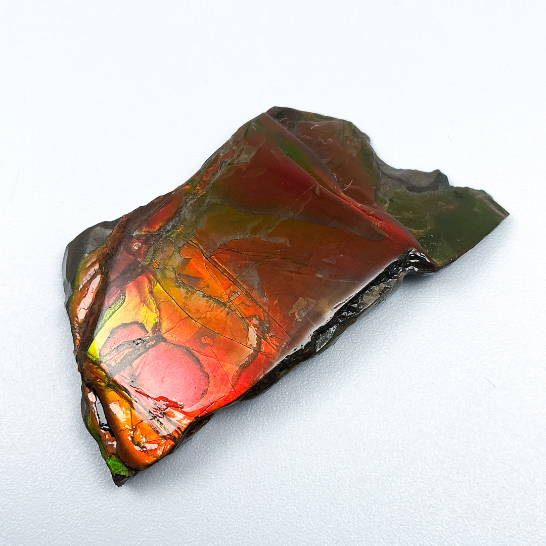 Ammolite Gem with Display Box-Rocks and Gems Canada