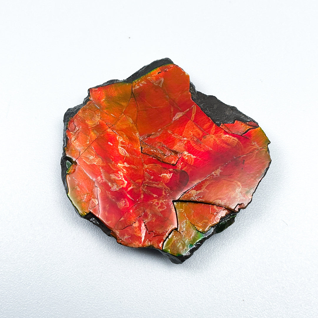 Ammolite Gem with Display Box-Rocks and Gems Canada