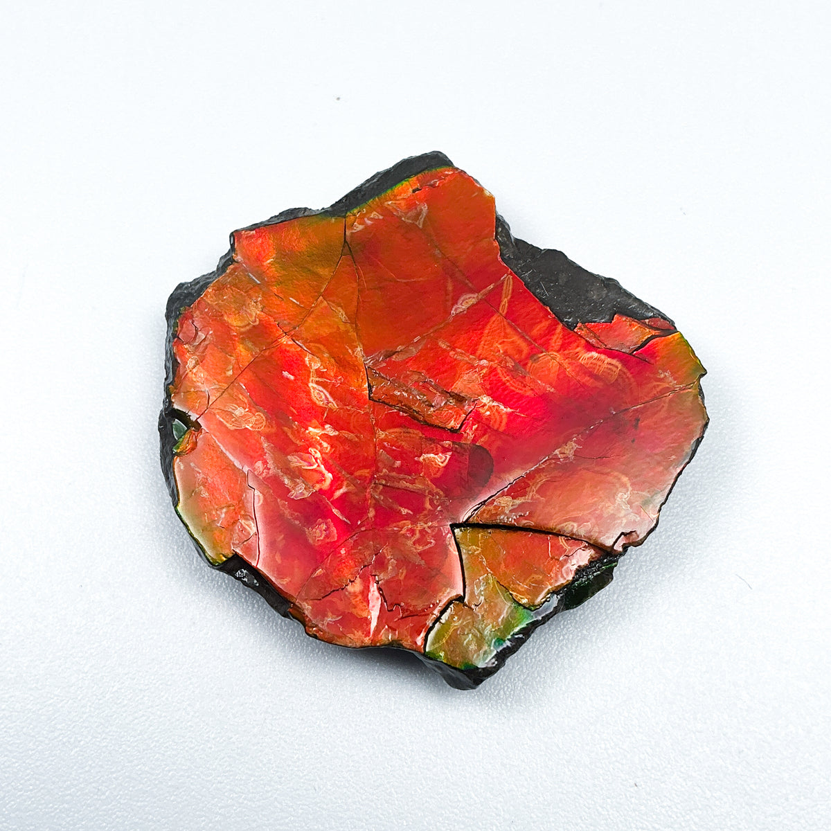 Ammolite Gem with Display Box-Rocks and Gems Canada