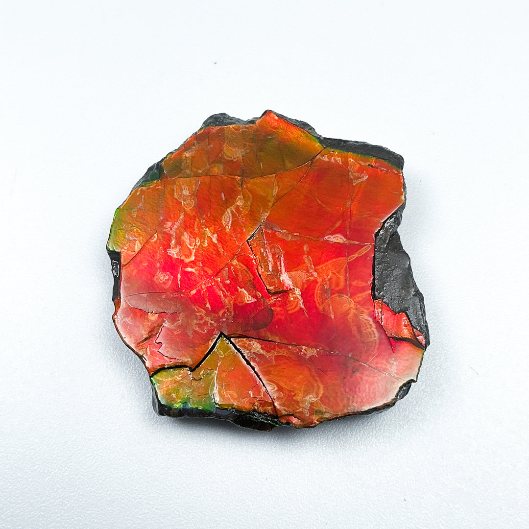 Ammolite Gem with Display Box-Rocks and Gems Canada