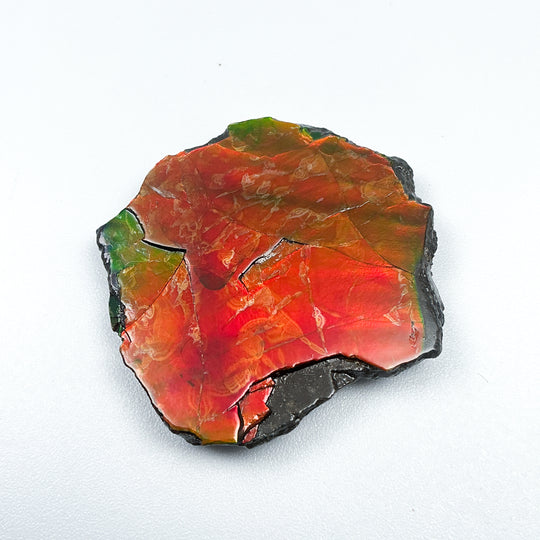 Ammolite Gem with Display Box-Rocks and Gems Canada