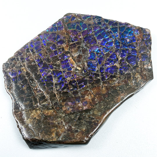 Ammolite Gem with Display Box-Rocks and Gems Canada
