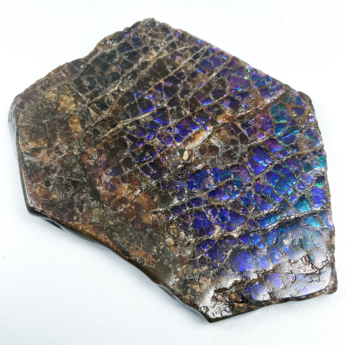 Ammolite Gem with Display Box-Rocks and Gems Canada