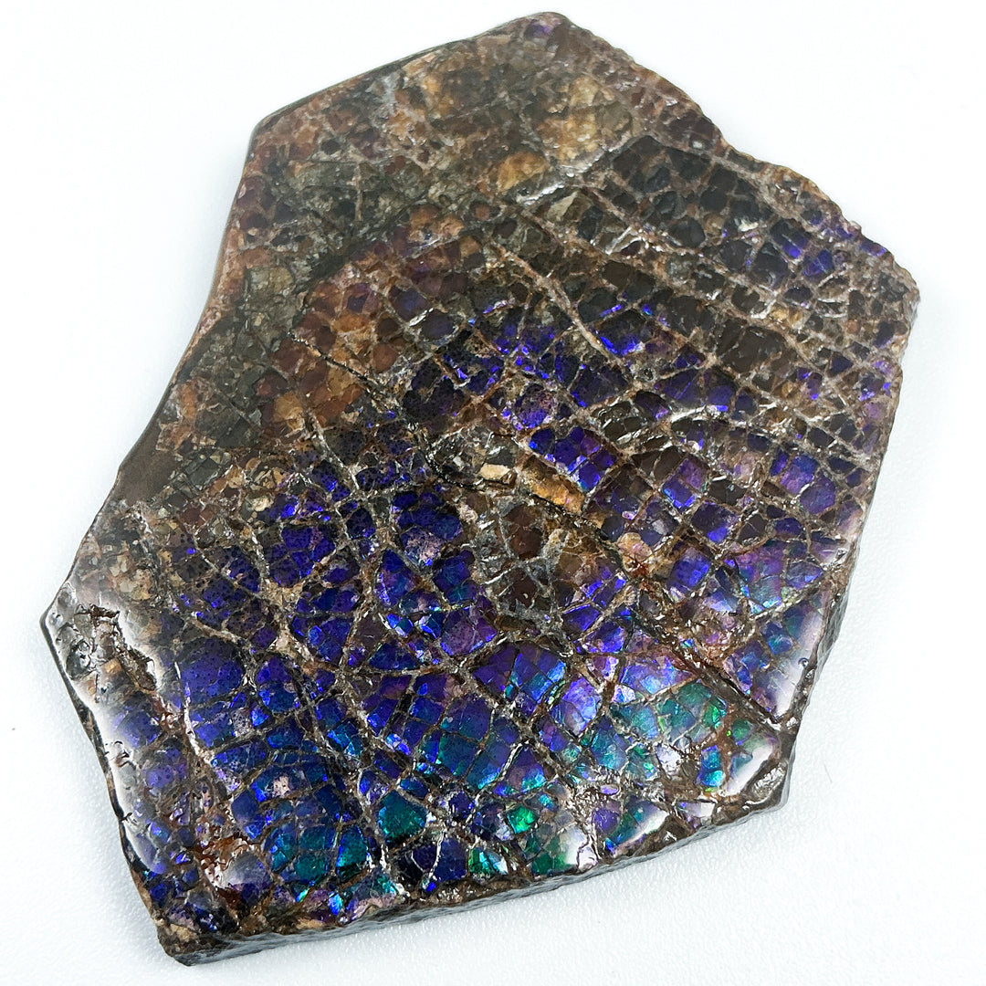 Ammolite Gem with Display Box-Rocks and Gems Canada