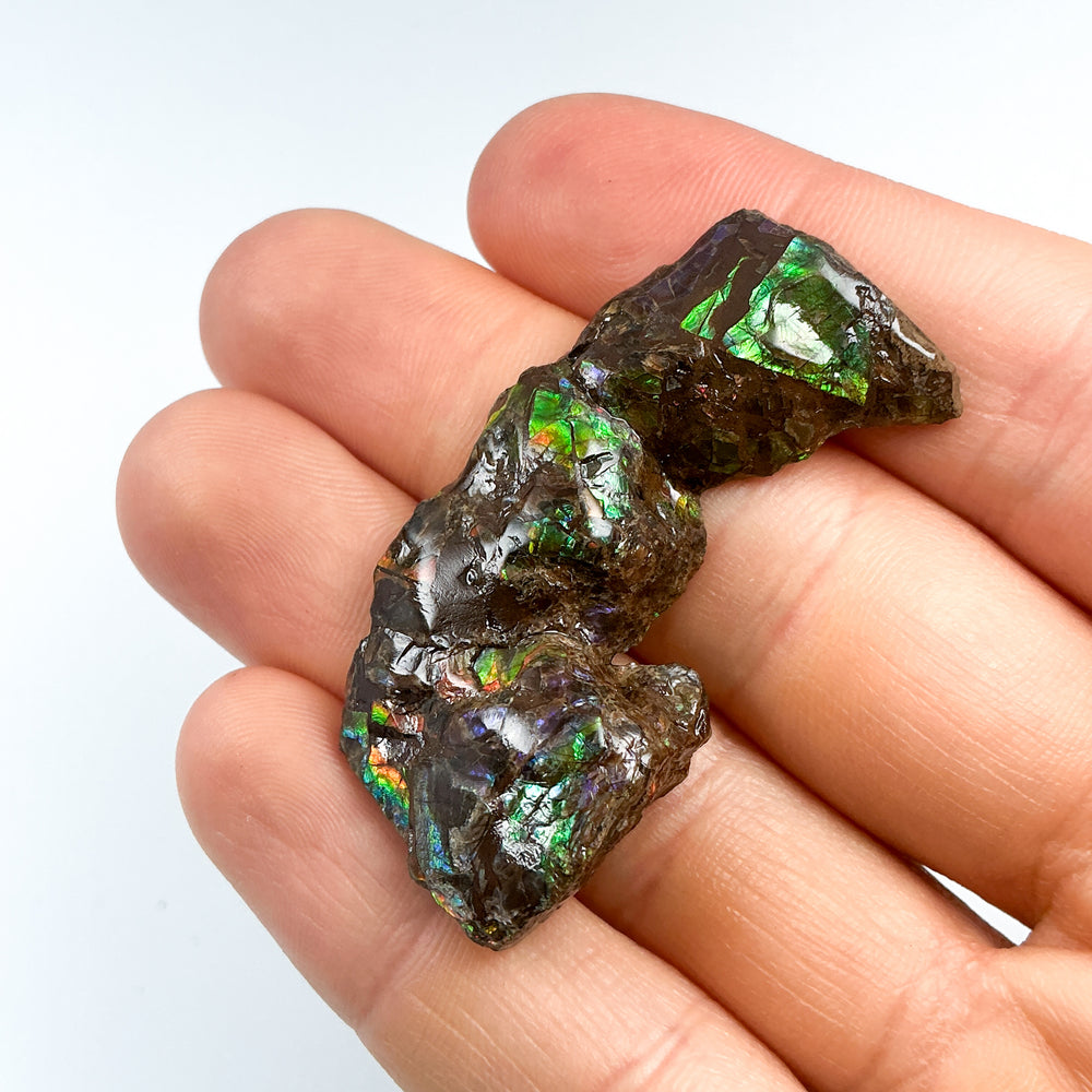 Ammolite Gem with Display Box-Rocks and Gems Canada