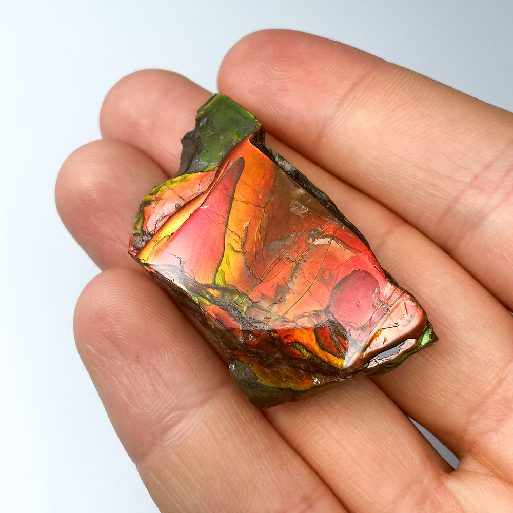 Ammolite Gem with Display Box-Rocks and Gems Canada