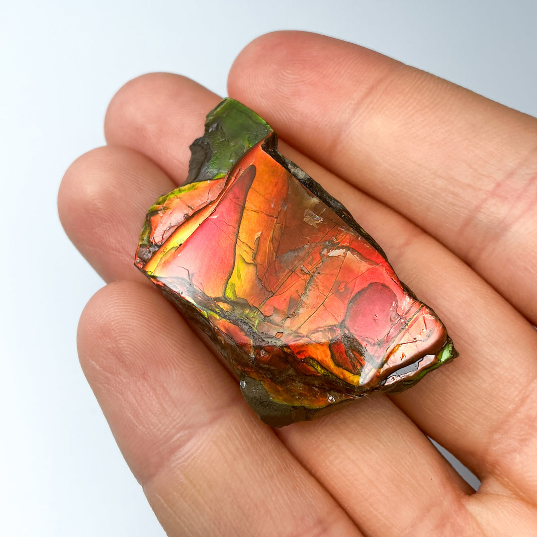 Ammolite Gem with Display Box-Rocks and Gems Canada