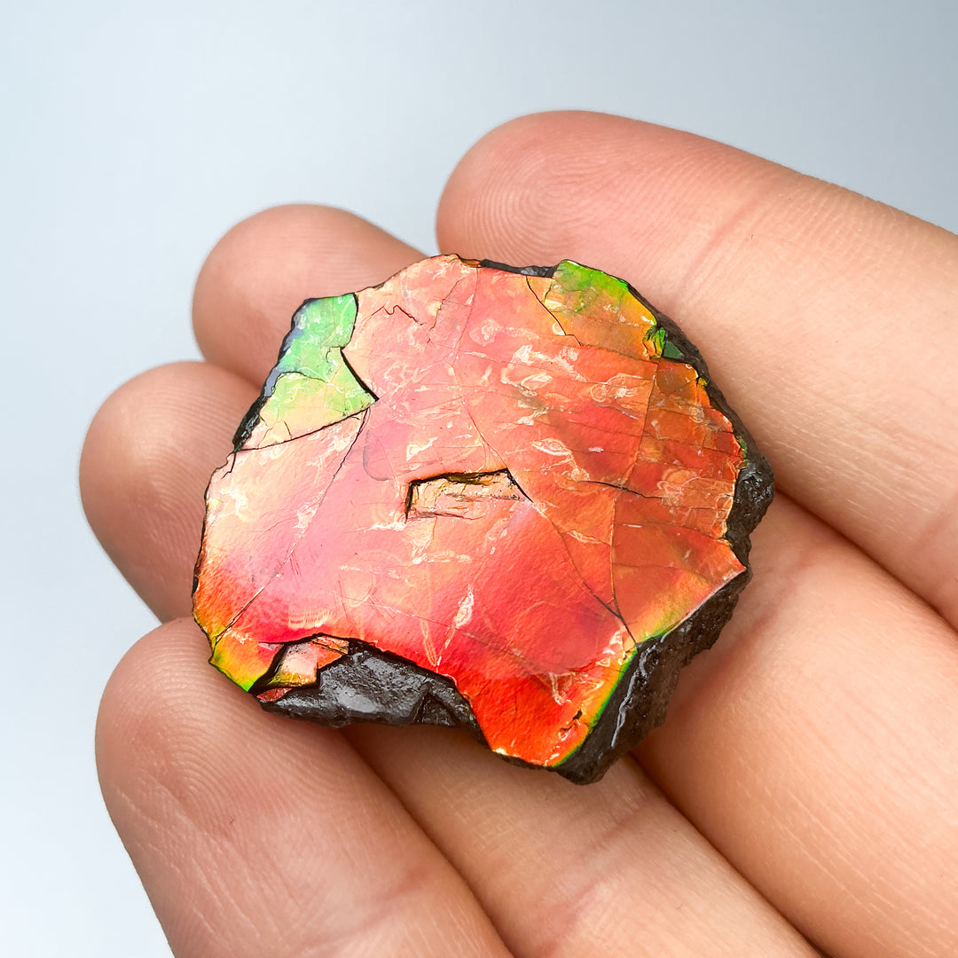 Ammolite Gem with Display Box-Rocks and Gems Canada