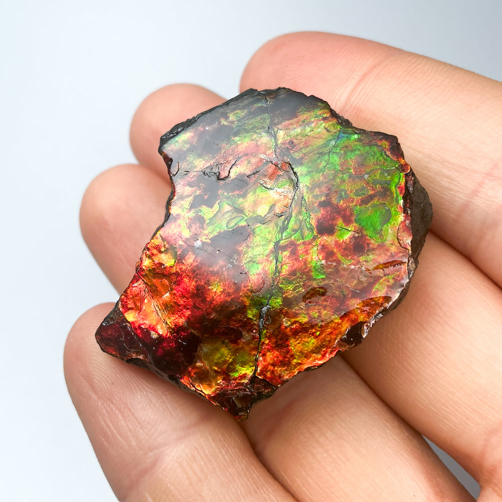 Ammolite Gem with Display Box-Rocks and Gems Canada
