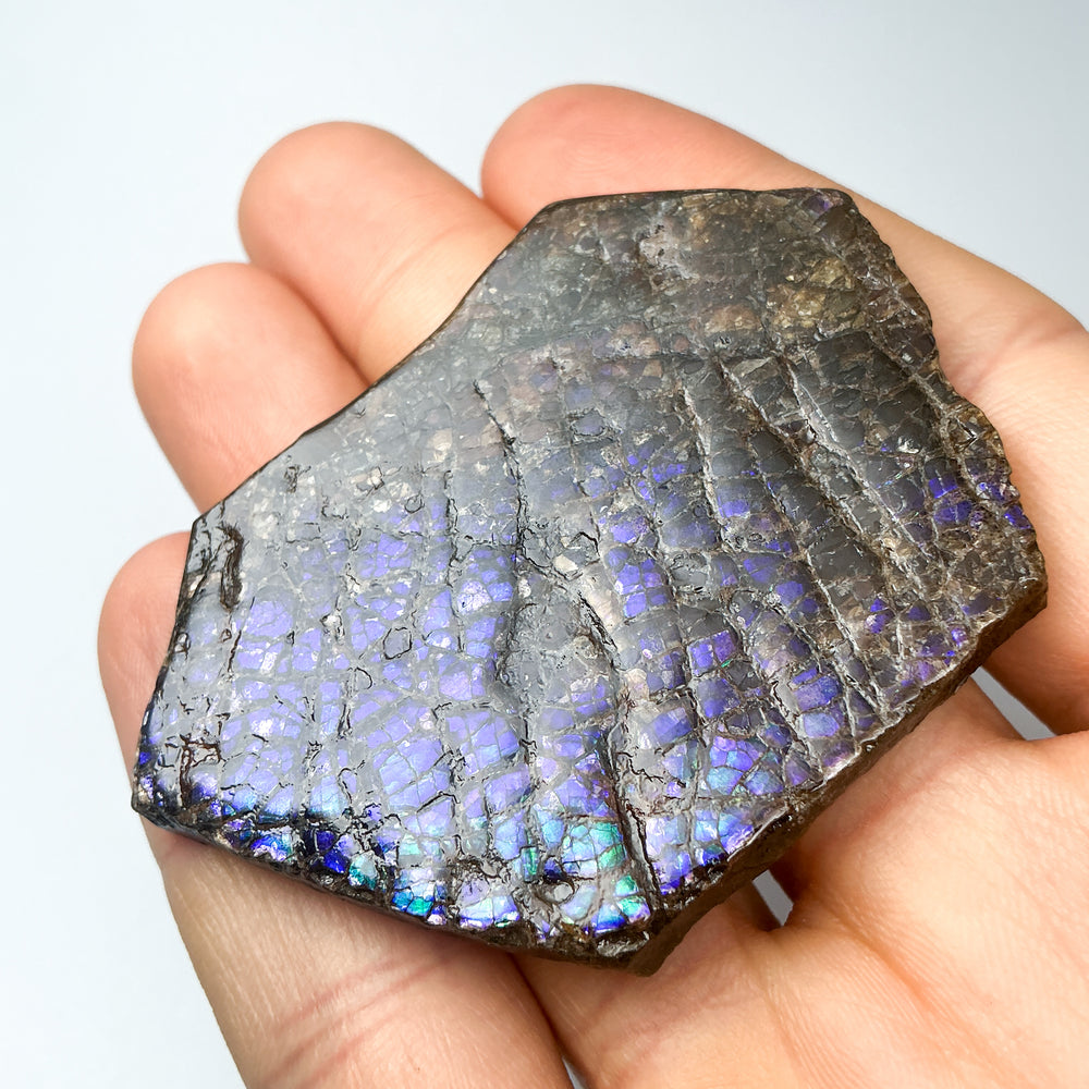 Ammolite Gem with Display Box-Rocks and Gems Canada
