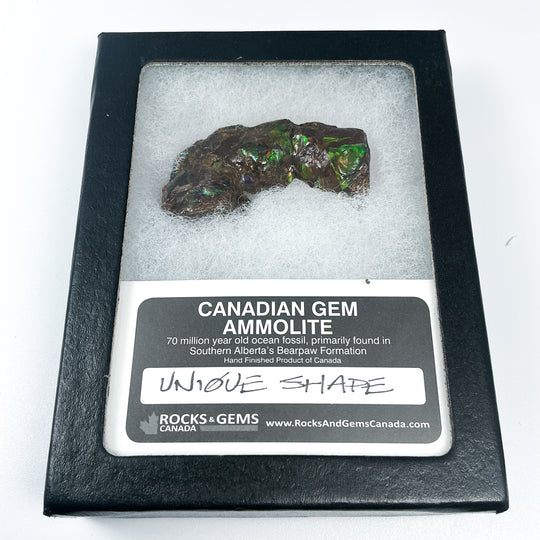 Ammolite Gem with Display Box-Rocks and Gems Canada