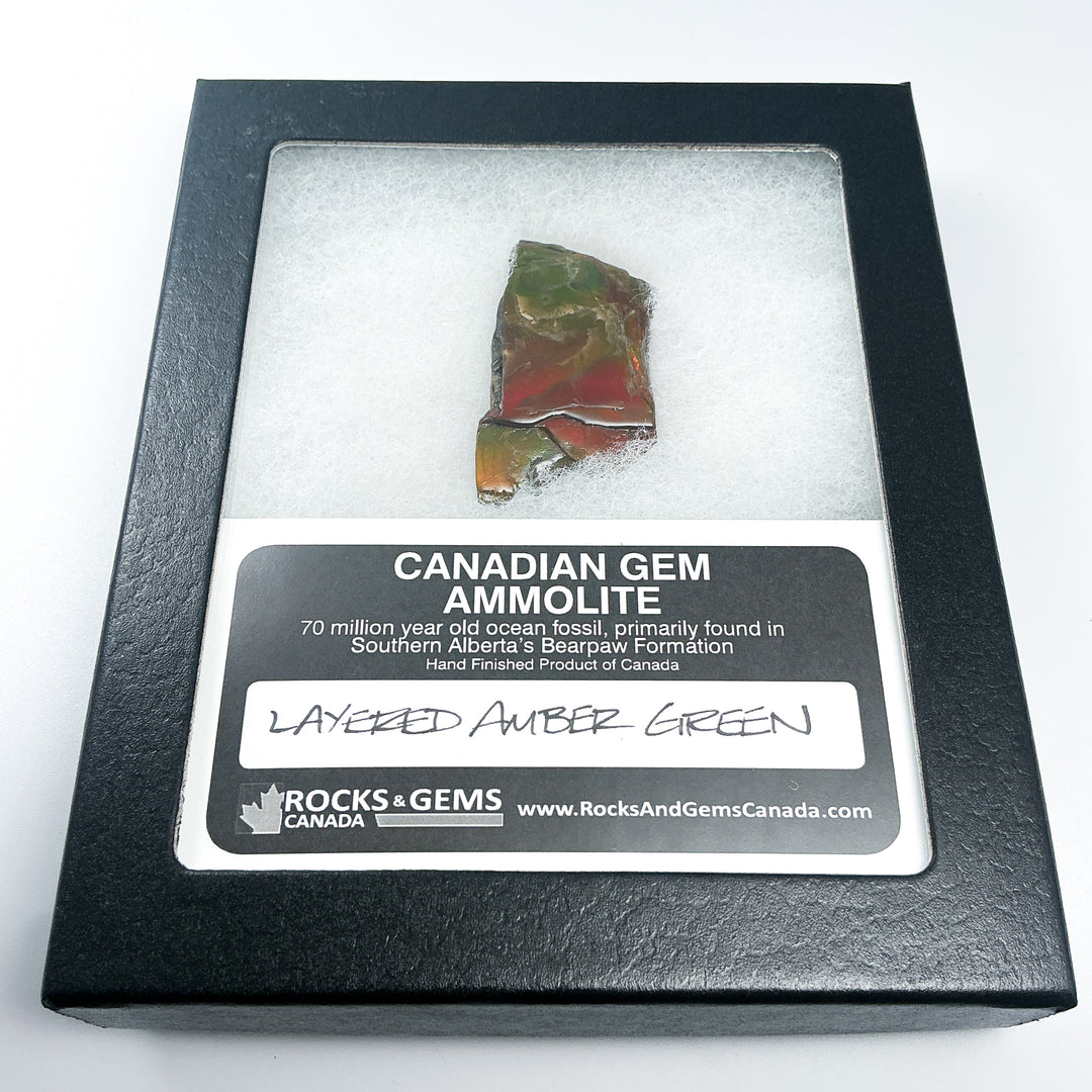 Ammolite Gem with Display Box-Rocks and Gems Canada