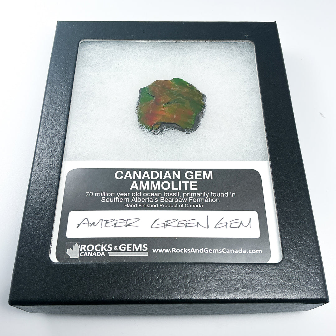 Ammolite Gem with Display Box-Rocks and Gems Canada