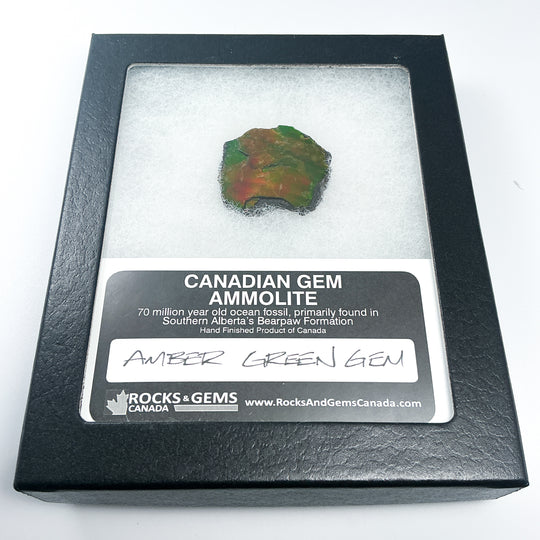 Ammolite Gem with Display Box-Rocks and Gems Canada