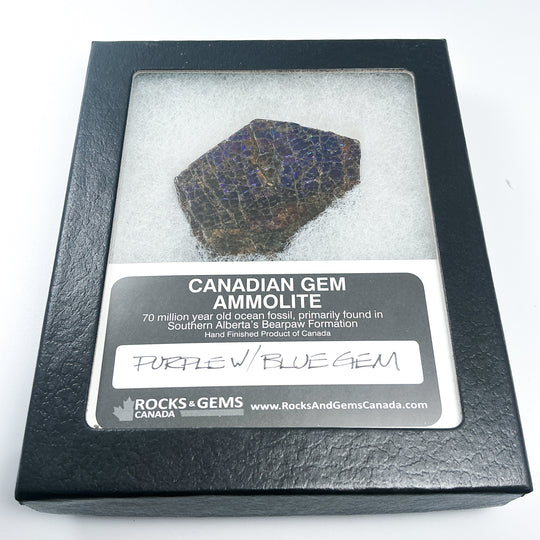 Ammolite Gem with Display Box-Rocks and Gems Canada