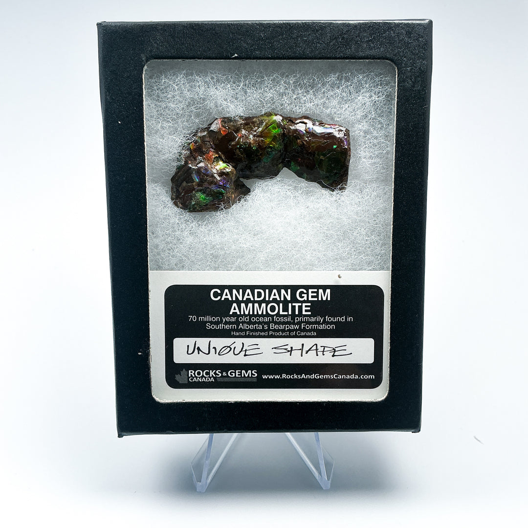 Ammolite Gem with Display Box-Rocks and Gems Canada