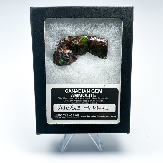 Ammolite Gem with Display Box-Rocks and Gems Canada
