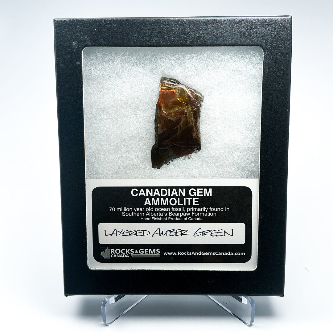 Ammolite Gem with Display Box-Rocks and Gems Canada