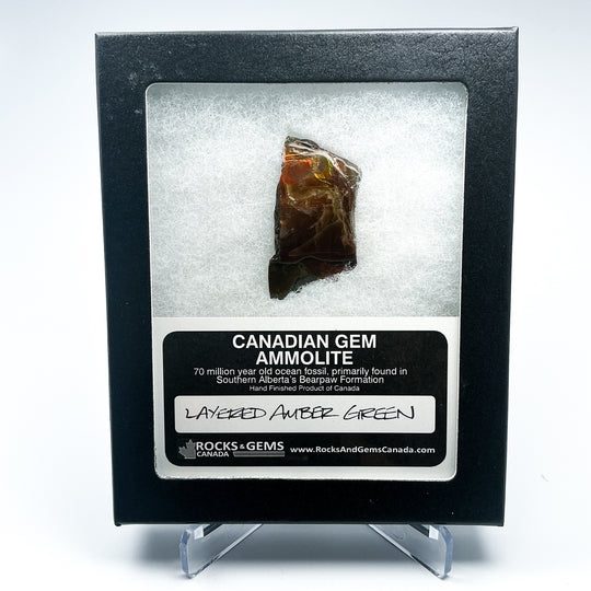 Ammolite Gem with Display Box-Rocks and Gems Canada