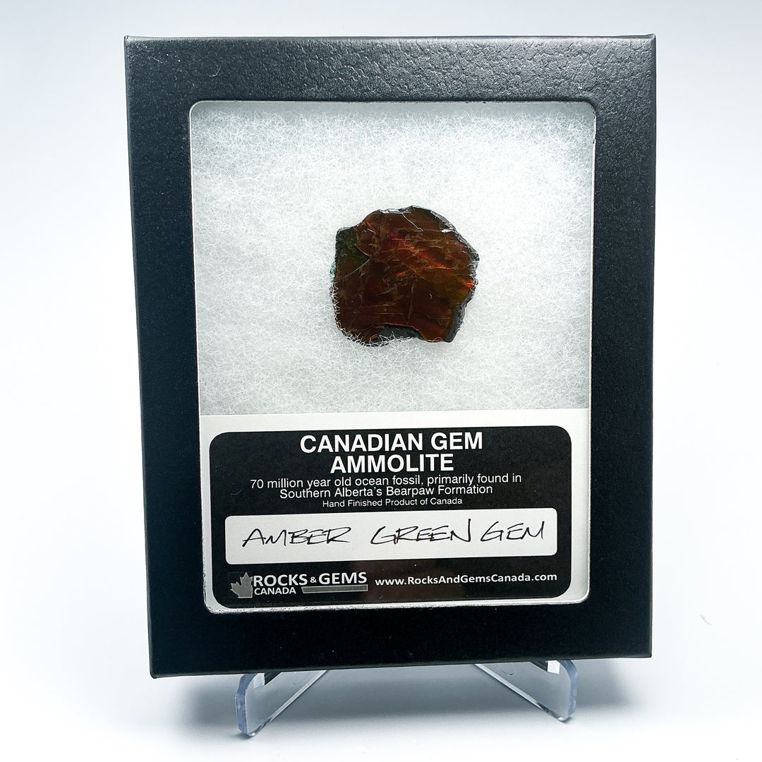 Ammolite Gem with Display Box-Rocks and Gems Canada