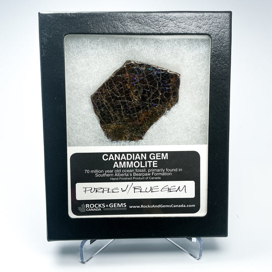 Ammolite Gem with Display Box-Rocks and Gems Canada