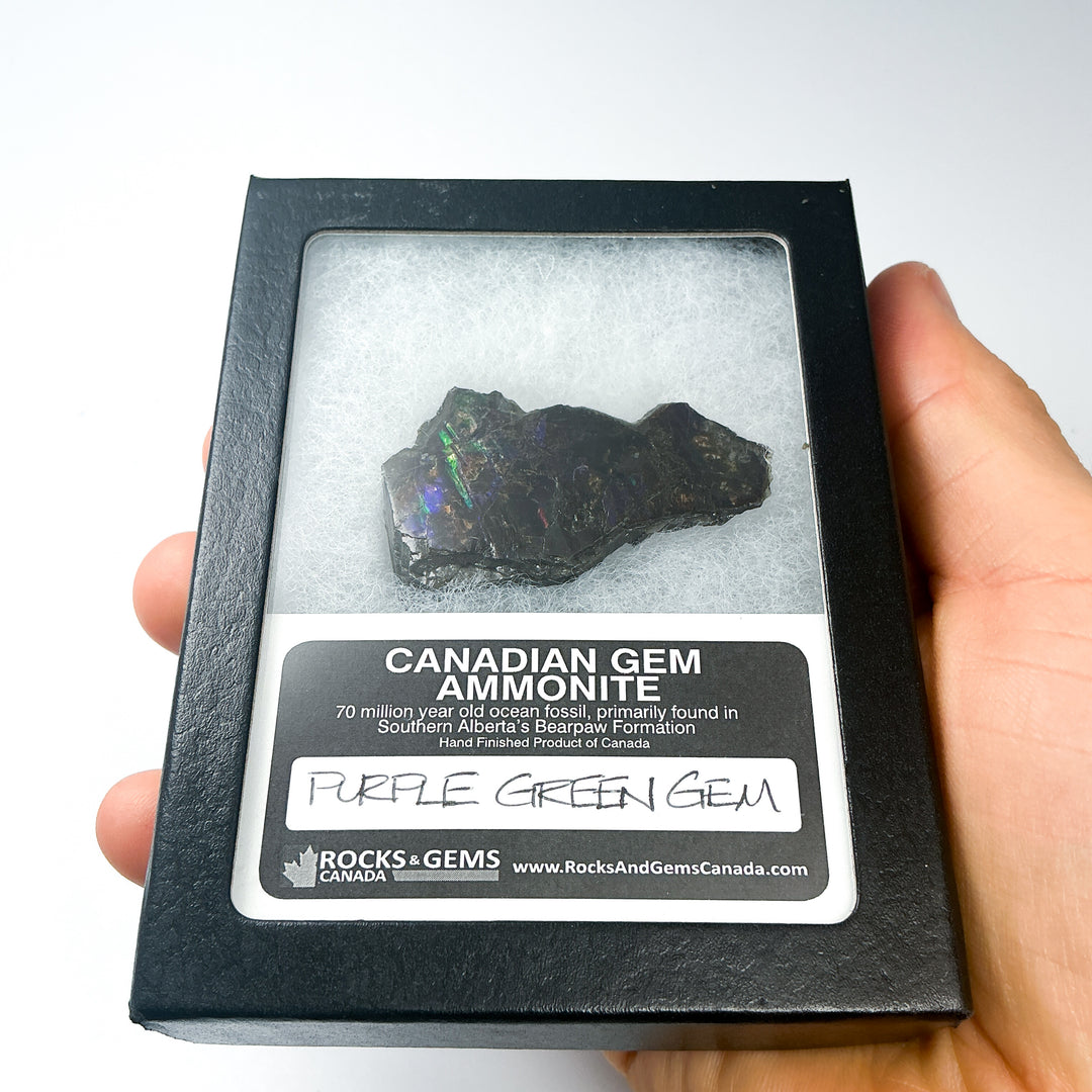 Ammolite Gem with Display Box-Rocks and Gems Canada
