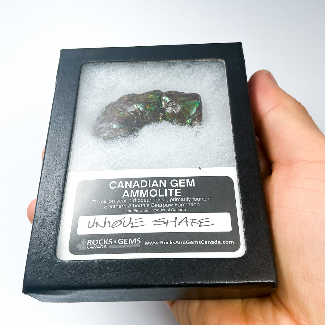 Ammolite Gem with Display Box-Rocks and Gems Canada