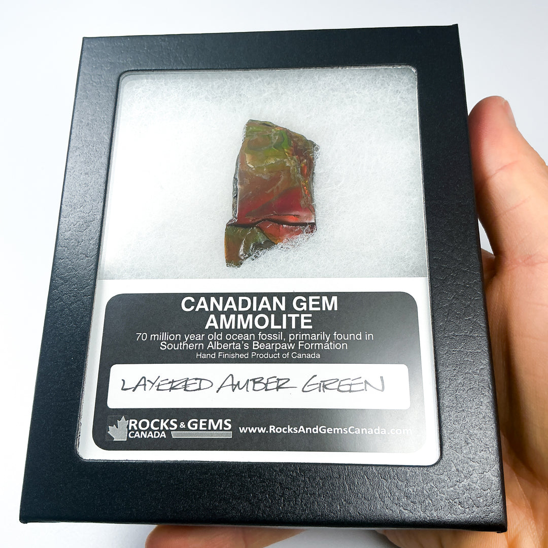 Ammolite Gem with Display Box-Rocks and Gems Canada