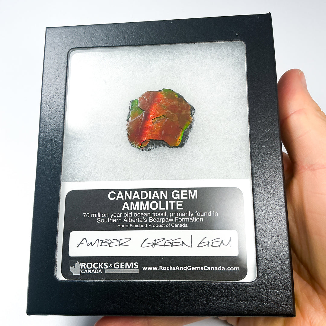 Ammolite Gem with Display Box-Rocks and Gems Canada