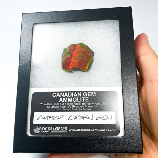 Ammolite Gem with Display Box-Rocks and Gems Canada