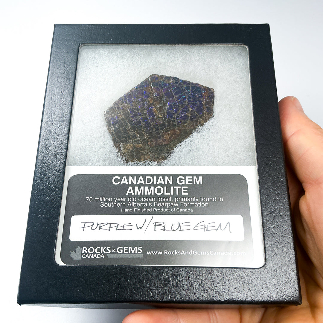 Ammolite Gem with Display Box