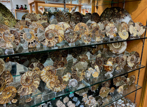 Fossil and mineral store near me 2025