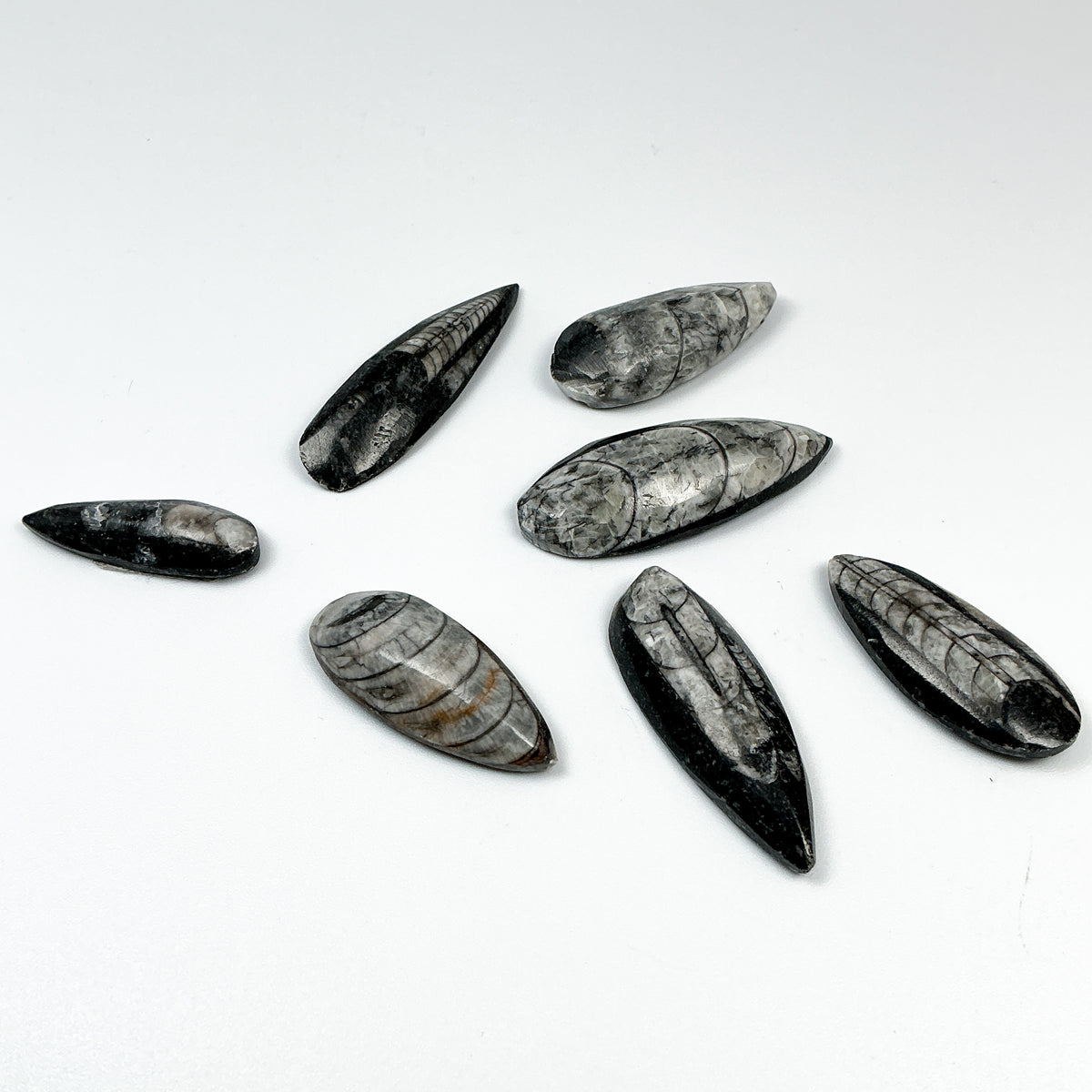 Mini Polished Orthoceras Fossil-Rocks and Gems Canada