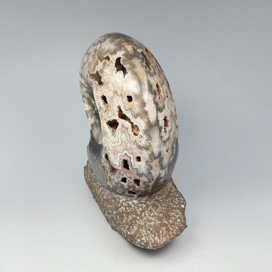 Moroccan Ammonite