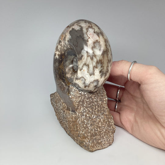 Moroccan Ammonite