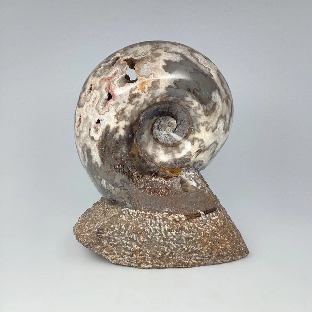 Moroccan Ammonite - Rocks and Gems Canada