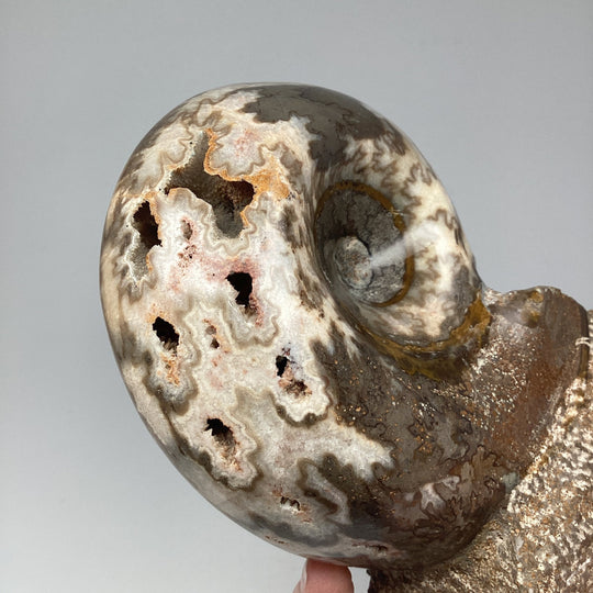 Moroccan Ammonite