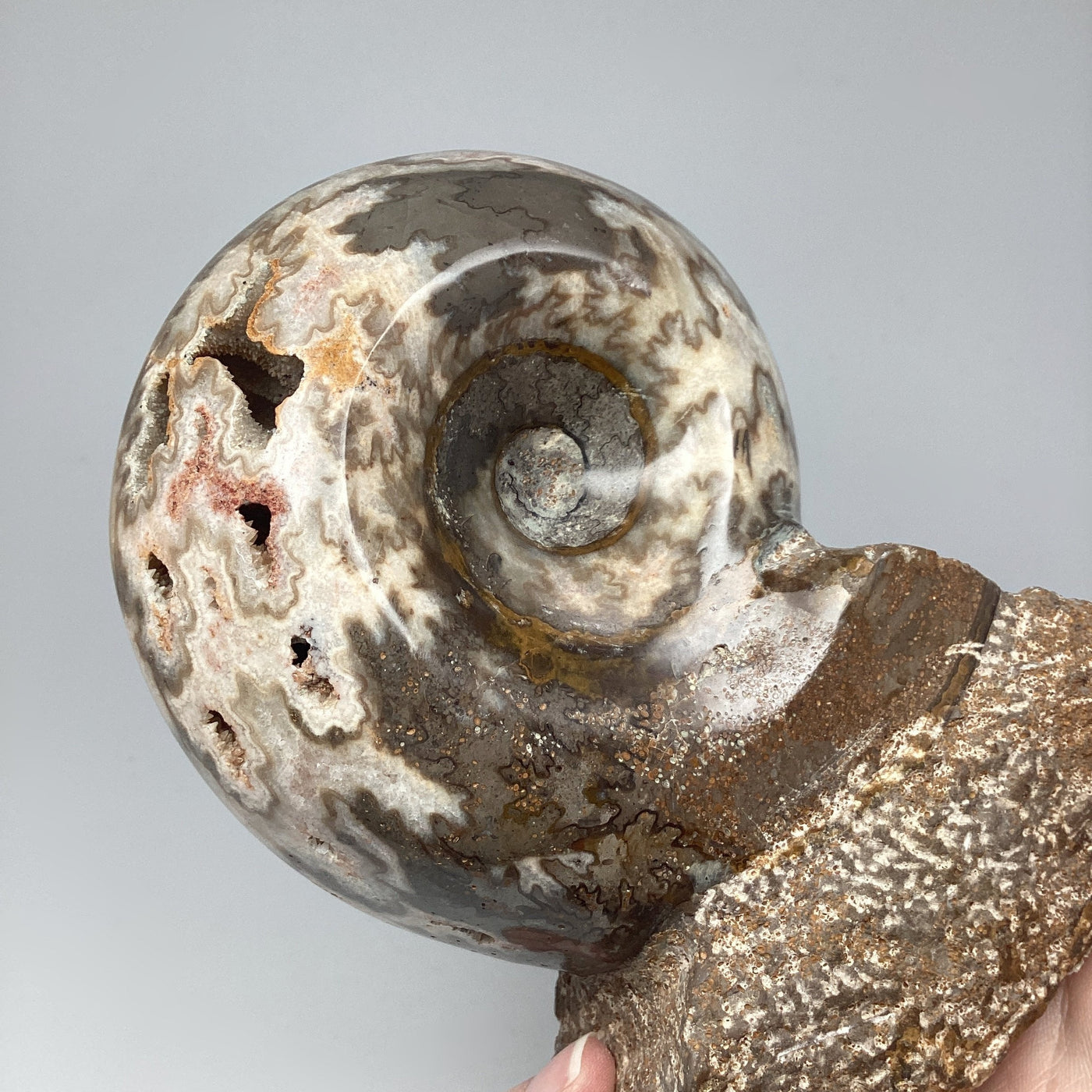 Moroccan Ammonite