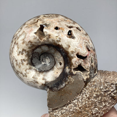 Moroccan Ammonite