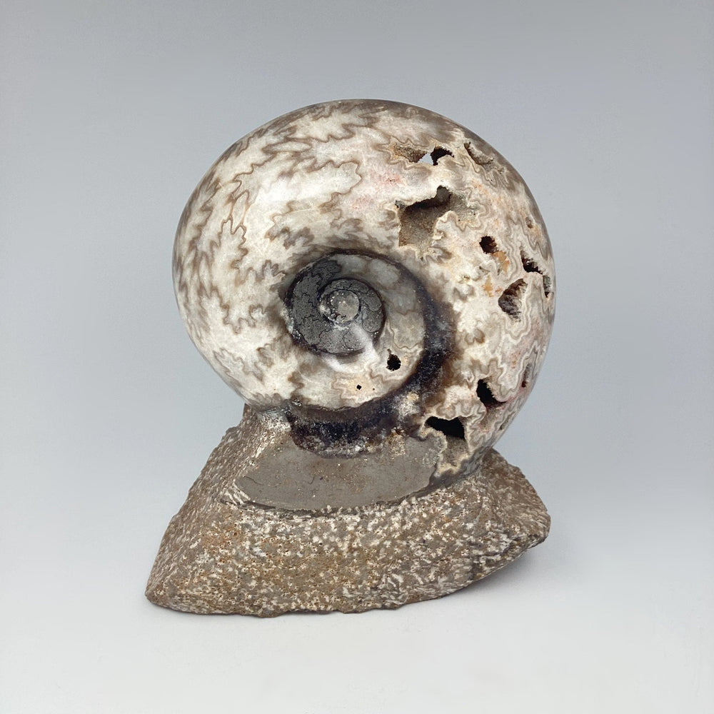Moroccan Ammonite - Rocks and Gems Canada