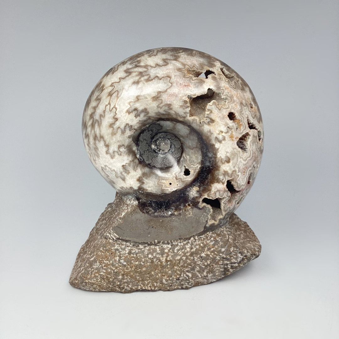 Moroccan Ammonite