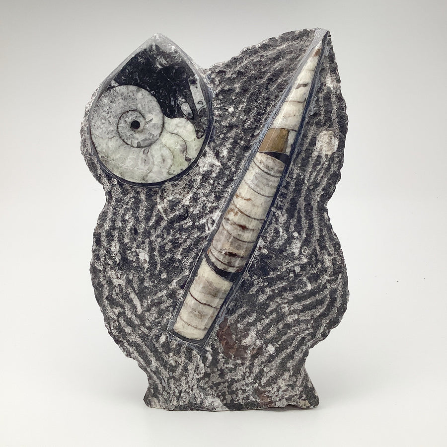Orthoceras and Agoniatite Stand Up