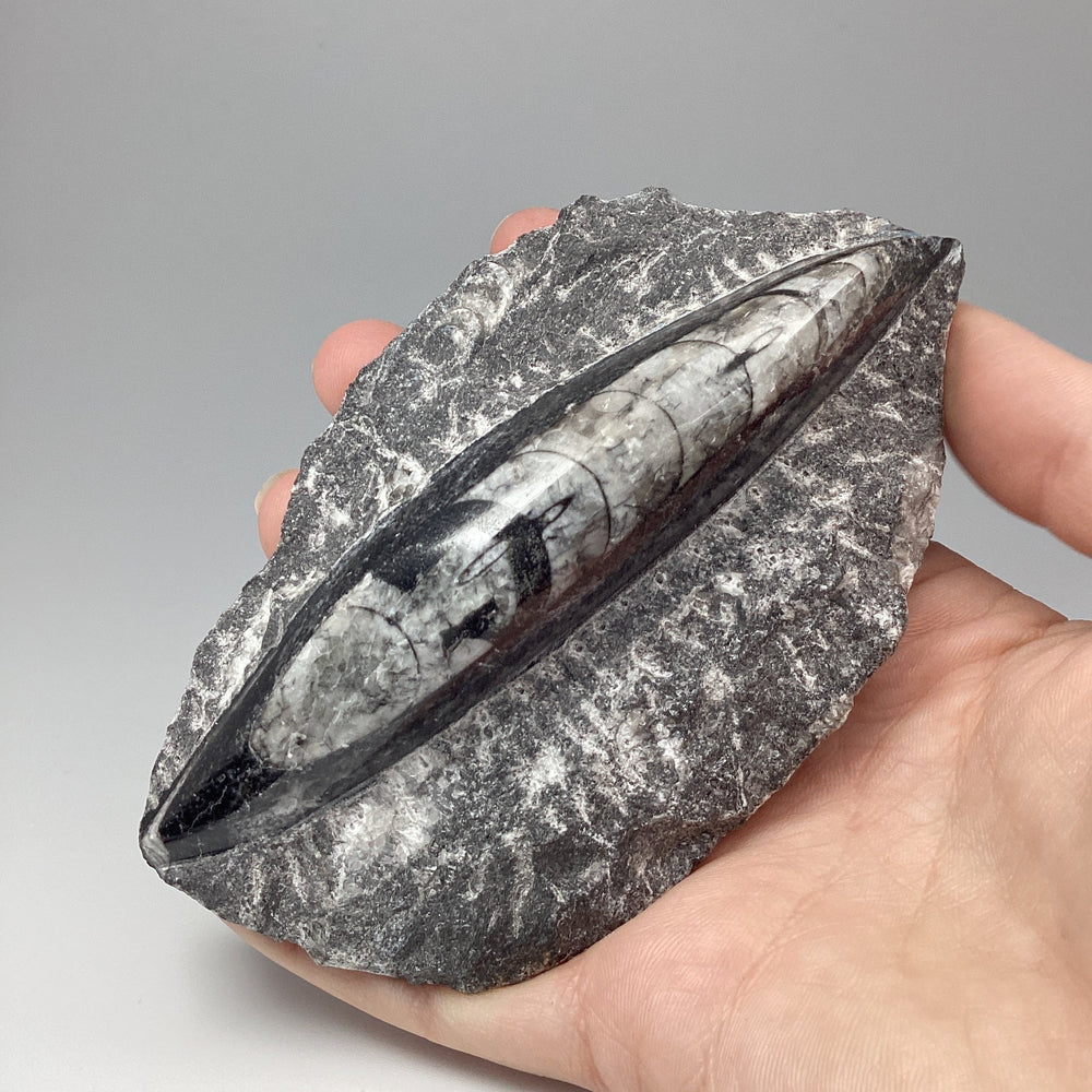 Orthoceras in Matrix - Rocks and Gems Canada