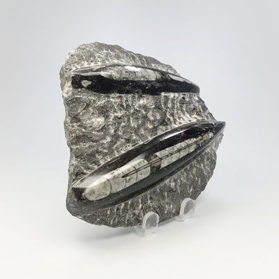 Orthoceras in Matrix