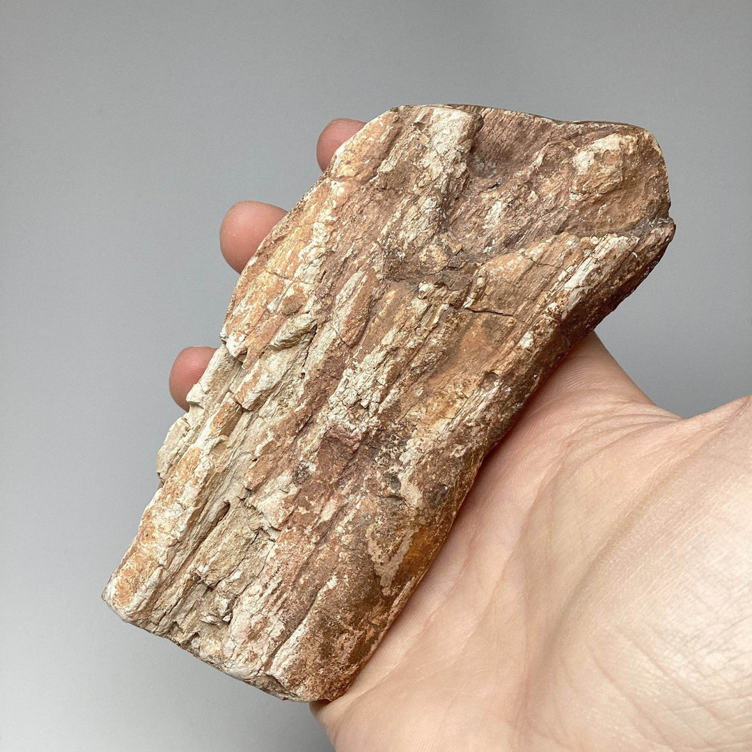 Petrified Wood Branch-Rocks and Gems Canada