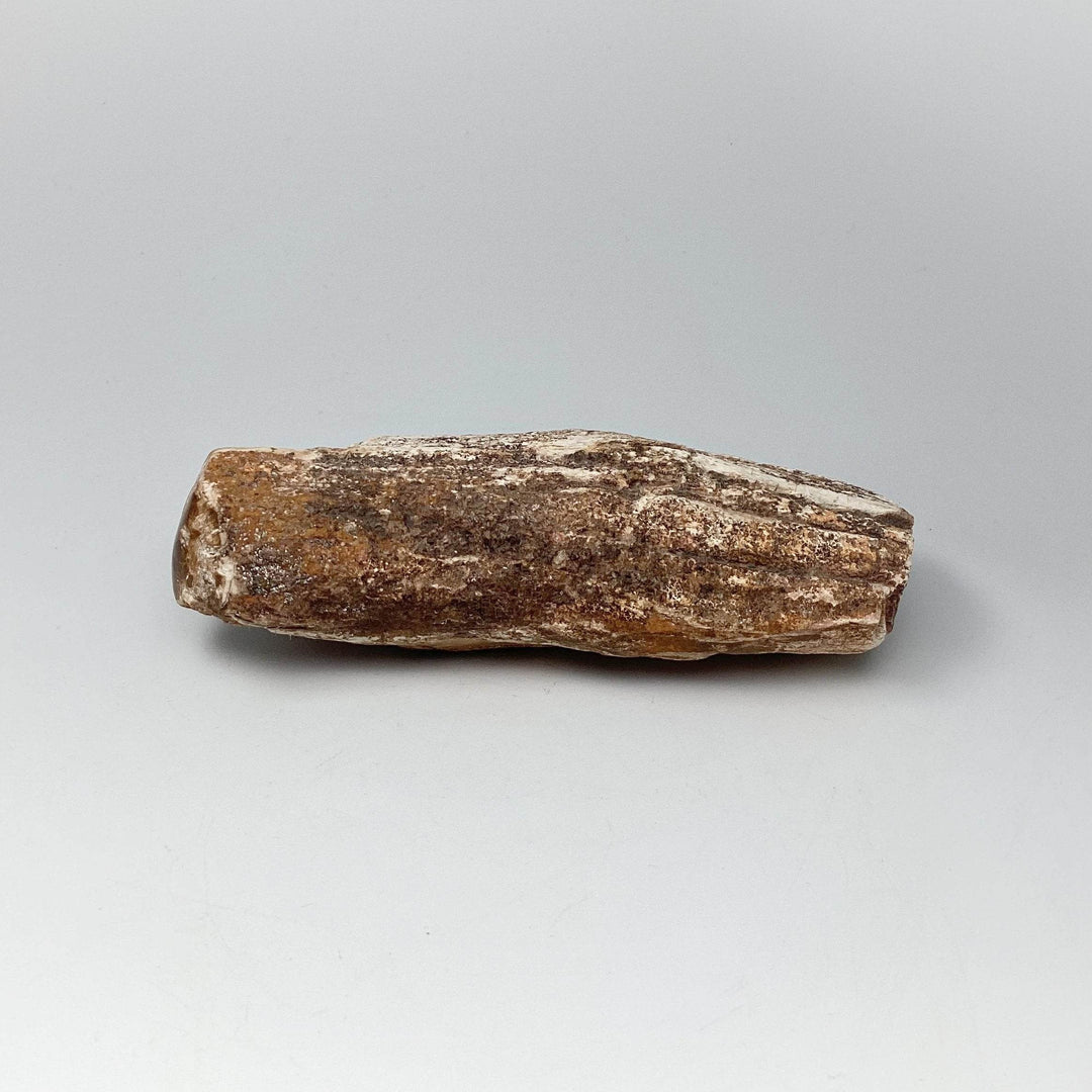 Petrified Wood Branch-Rocks and Gems Canada
