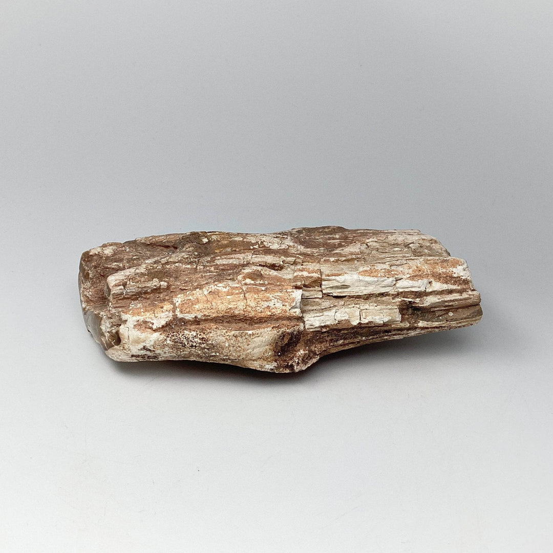 Petrified Wood Branch-Rocks and Gems Canada